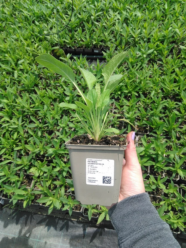 Patrinia scabiosifolia - 9. 6. 2025