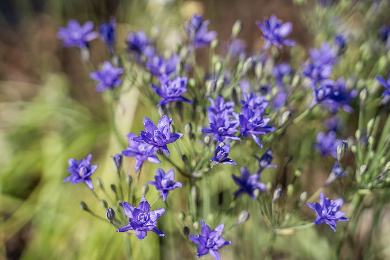 Triteleia Aquarius, Loukykvět