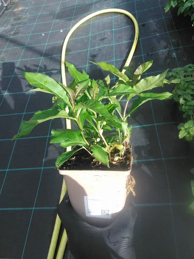 Leimu Minnehaha - 13. 10. 2025