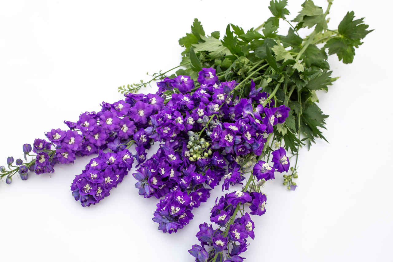 Espuela de caballero Magic Fountains Dark Blue (White Bee), Loukykvět