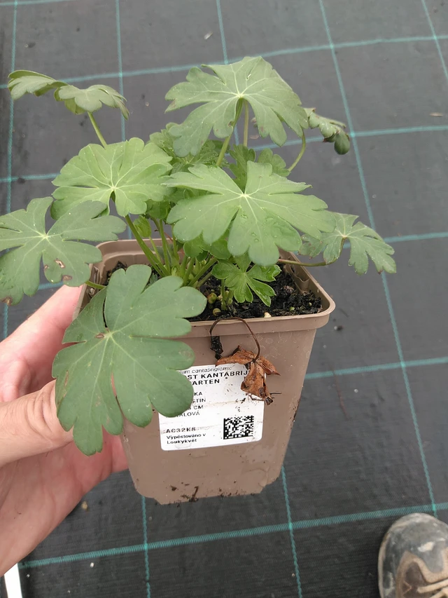 Peittokurjenpolvi Berggarten - 21. 7. 2025