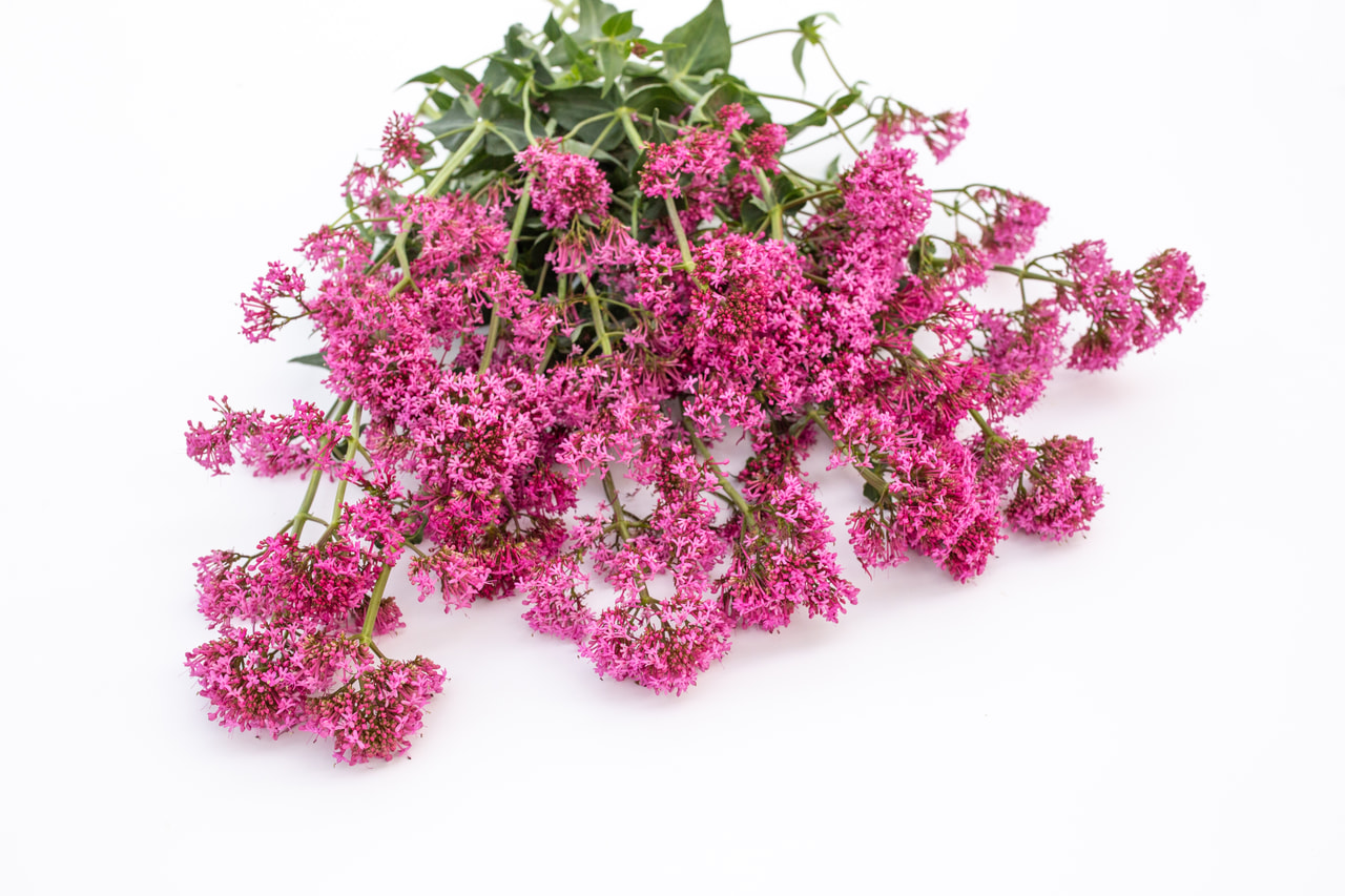 Komeapunikki Rosato Rose Pink, Loukykvět