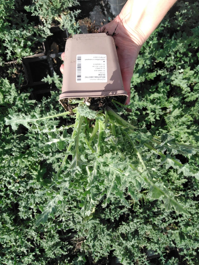 Pallo-ohdake Arctic Glow - 2024