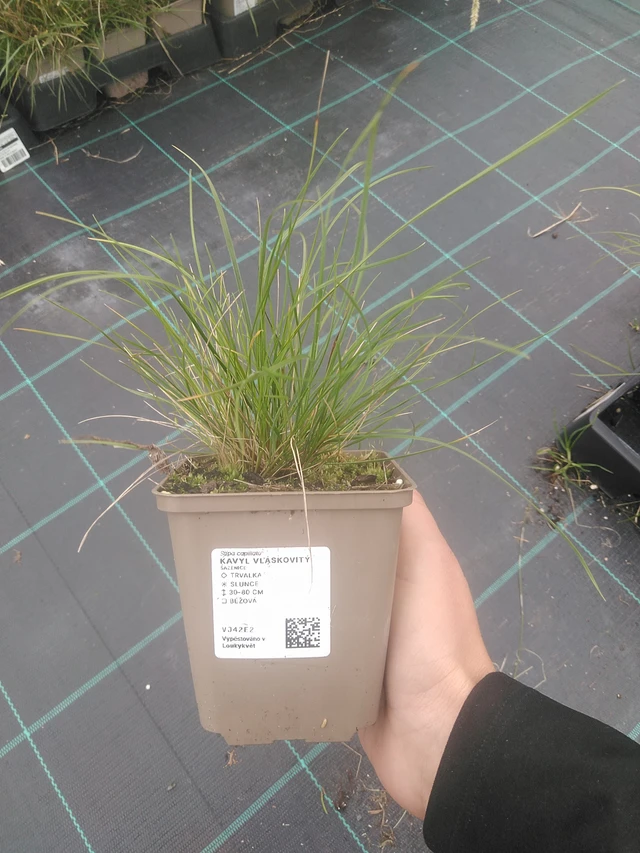 Hiushöyhenheinä - 10. 10. 2025