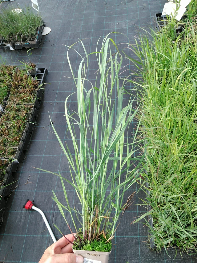 Virginianhirssi Strictum - 28. 7. 2025