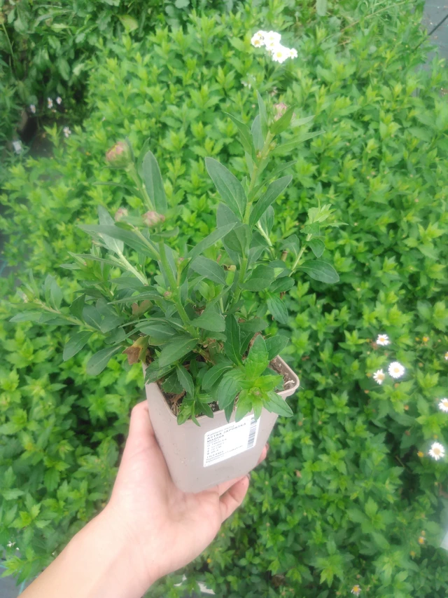 Kiinaasteri Madiva - 2024