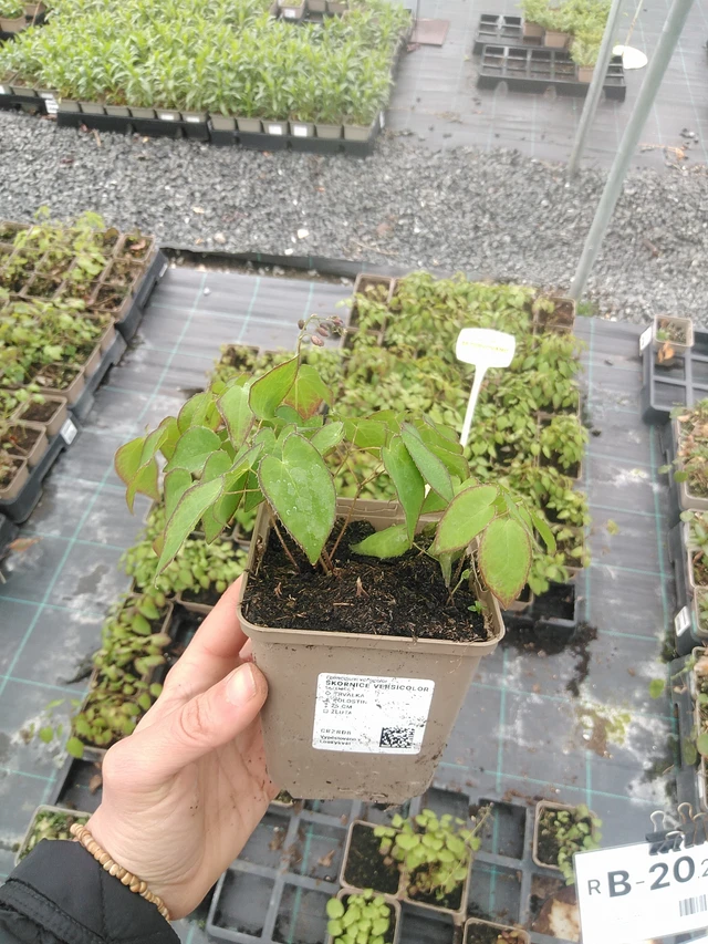 Epimedium Versicolor - 20. 4. 2026