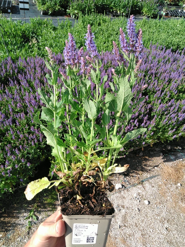 Salvia nemorosa Blauhügel - 24. 6. 2025