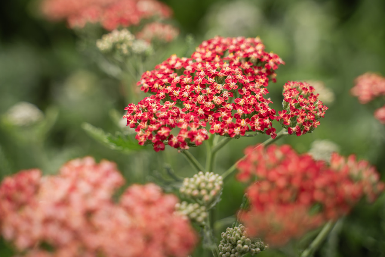 Siankärsämö Belle Epoque, Loukykvět