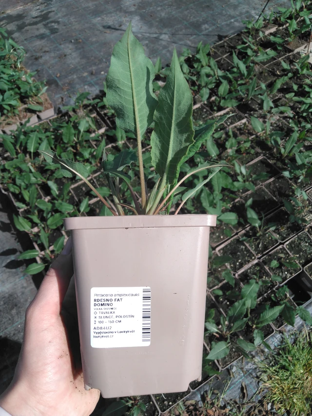 Konnantatar Fat Domino - 2024