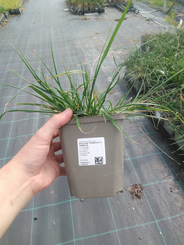 Pennisetum alopecuroides Hameln - 2. 6. 2026