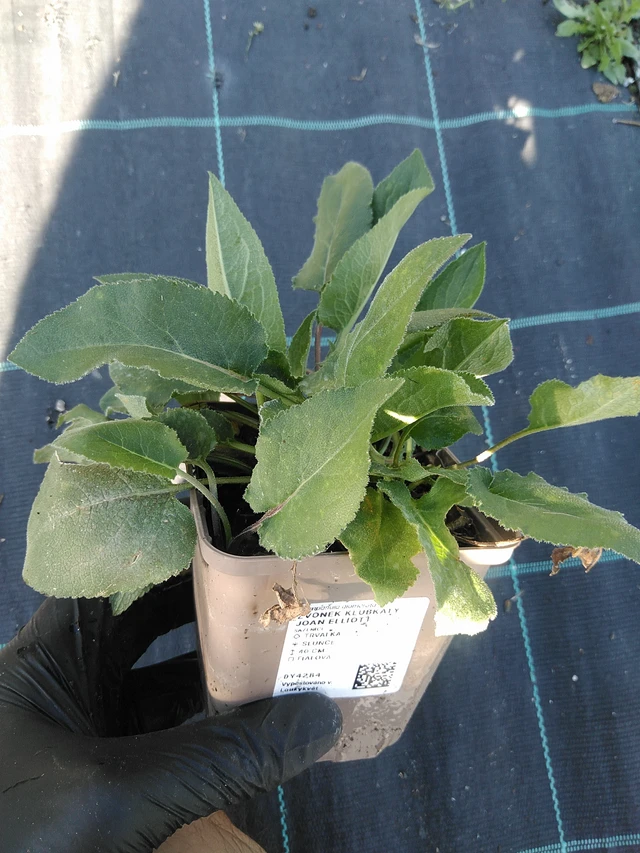 Peurankello Joan Elliott - 19. 8. 2025