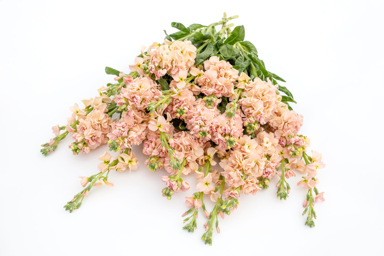 Stock Iron Apricot, Loukykvět