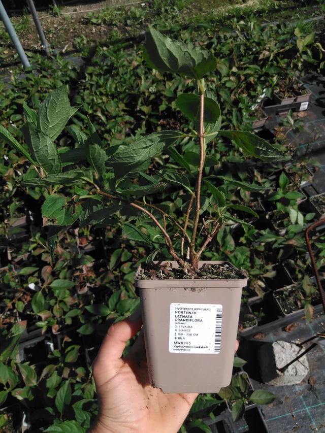 Syyshortensia Grandiflora - 2024