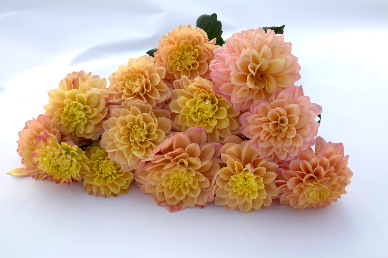 Dahlia Princesse Elisabeth, Loukykvět