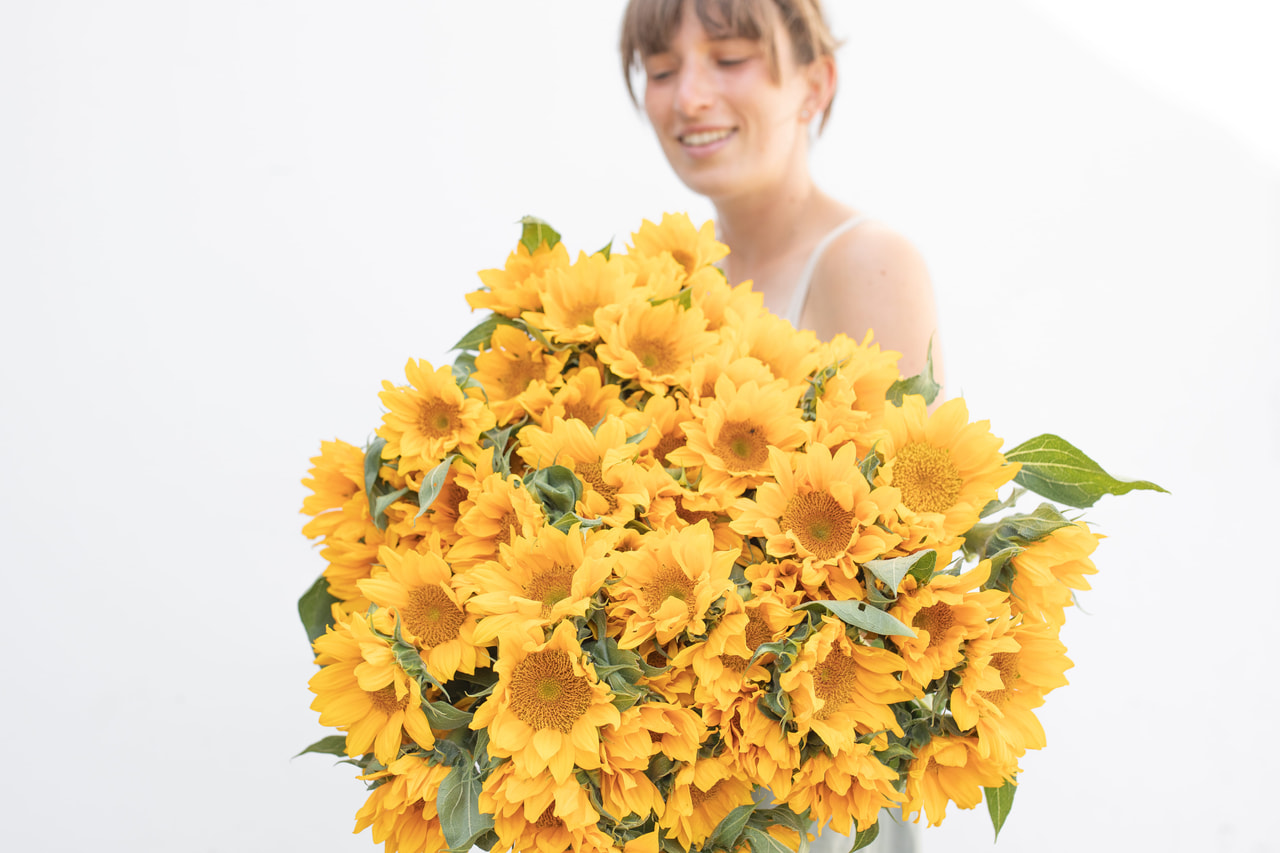 Zonnebloem Premier Up Gold, Loukykvět