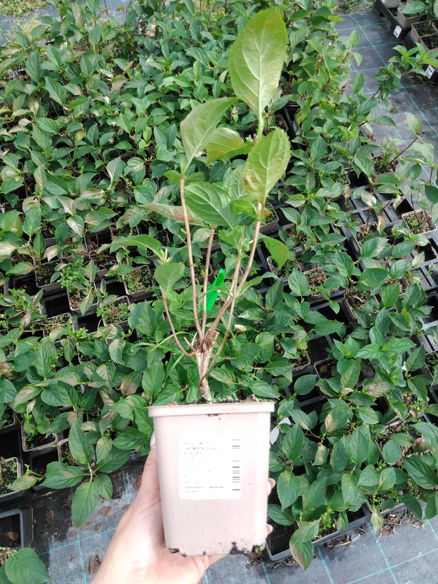 Hortenzie latnatá Silver Dollar - 2024