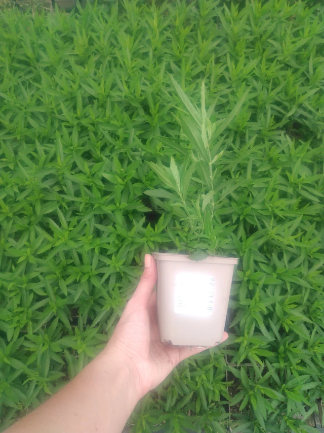 Kellopeippi Vivid - 2024