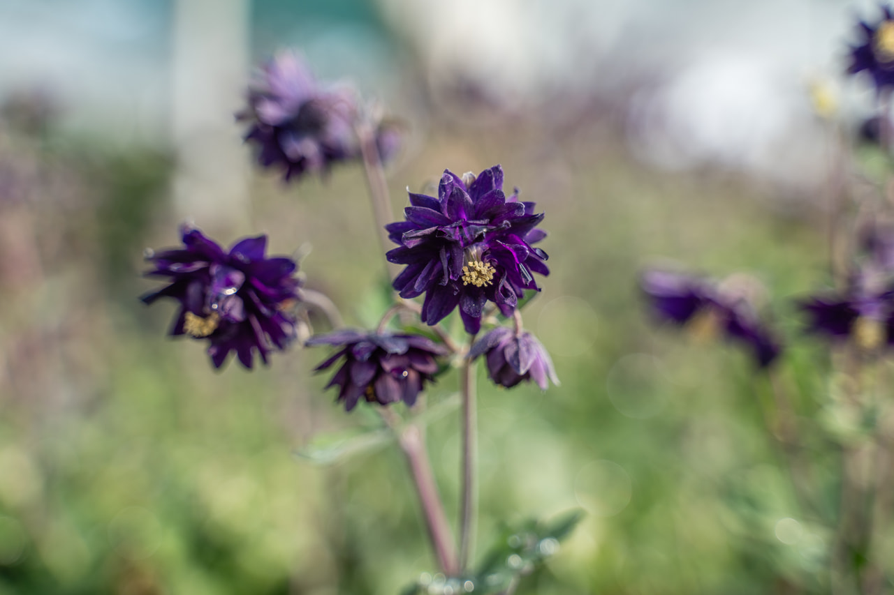 Akileija Blue Barlow, Loukykvět