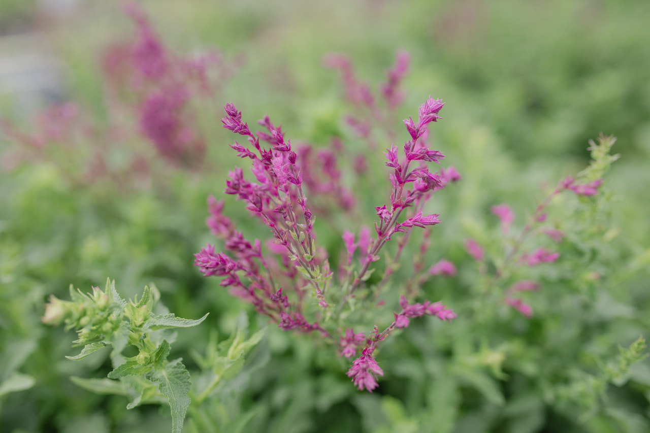 Lehtosalvia Schwellenburg, Loukykvět