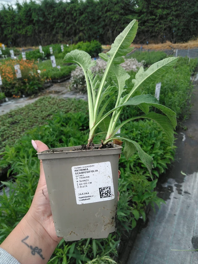 Patrinia scabiosifolia - 3. 6. 2026