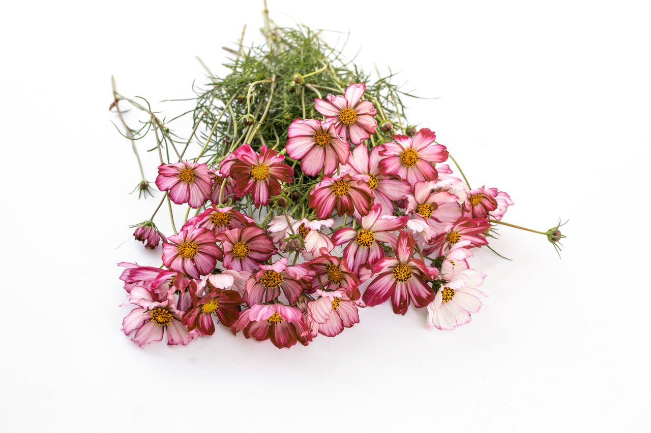 Cosmos Velouette, Loukykvět