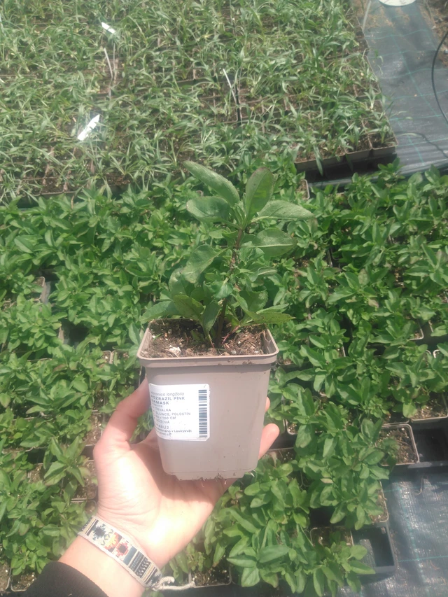 Tädyke Pink Damask - 2024