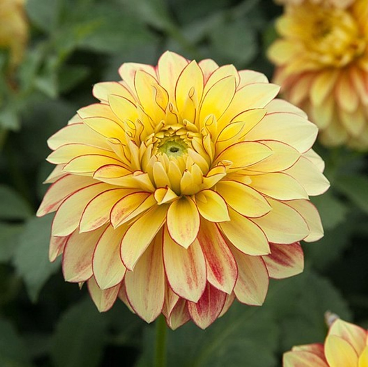 Dahlia Lake Ontario, Loukykvět