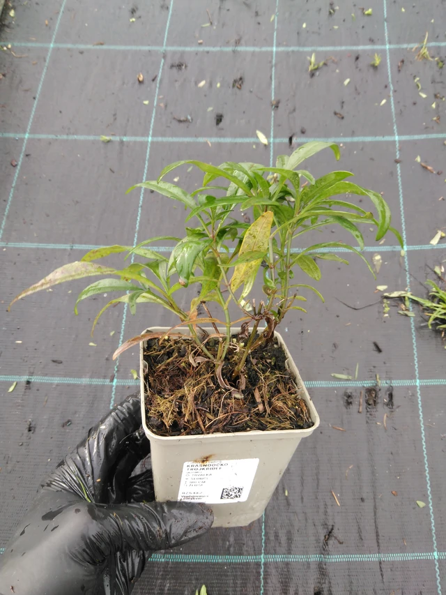 Tall Coreopsis - 23. 10. 2025