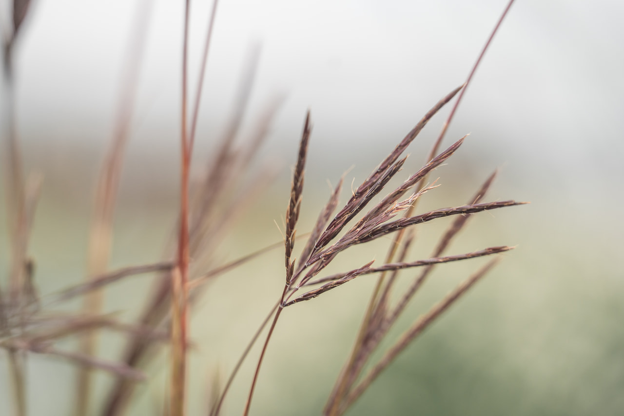 Big Bluestem JS Purple Konza, Loukykvět