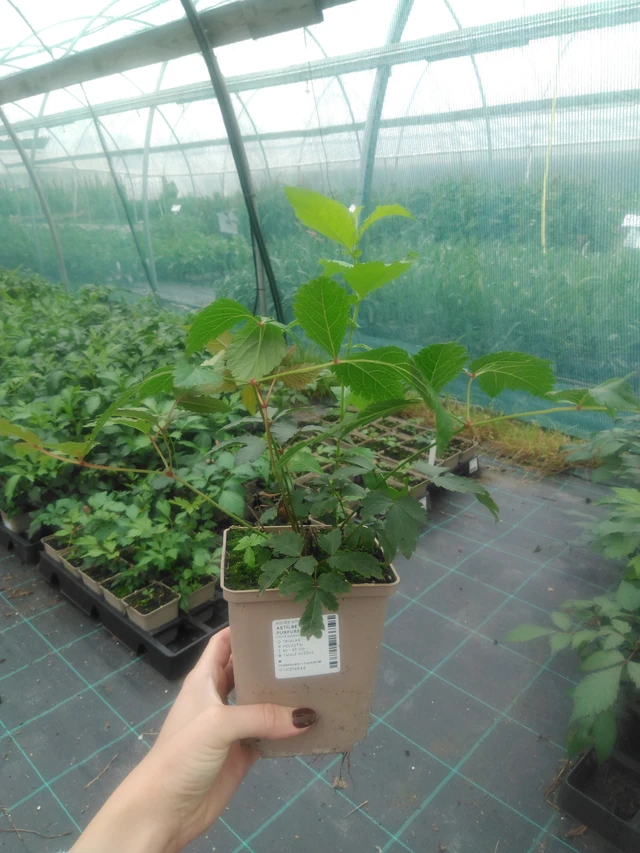 Jaloangervo Gloria Purpurea - 2024