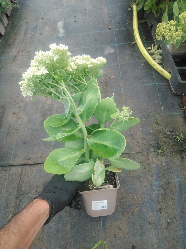 Sedum Iceberg - 10. 9. 2025