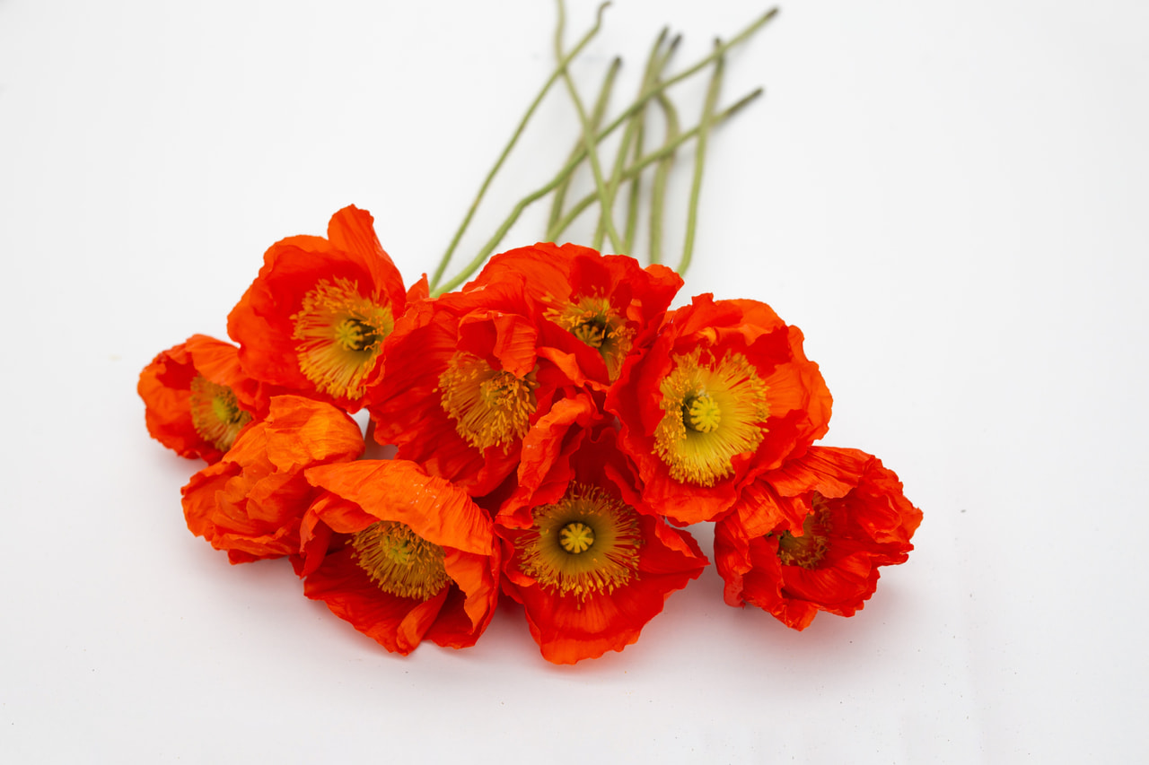 Valmue Colibri Arancio, Loukykvět