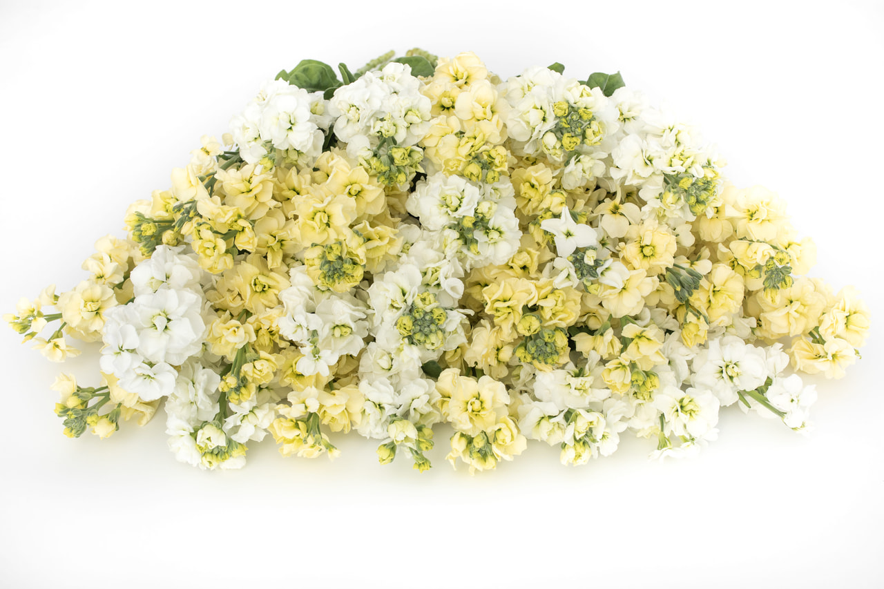 Alhelí StoX Vanilla & Snow Mix, Loukykvět