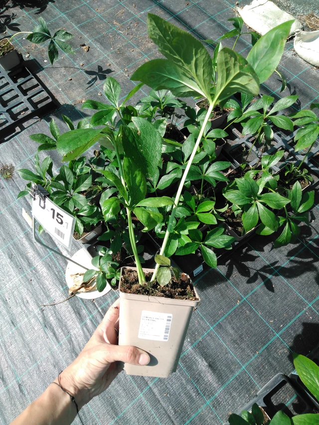 Jouluruusu Pretty Ellen Pink - 2024