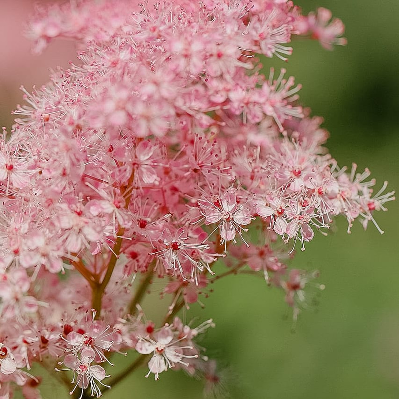 Filipendula Kahome, Loukykvět