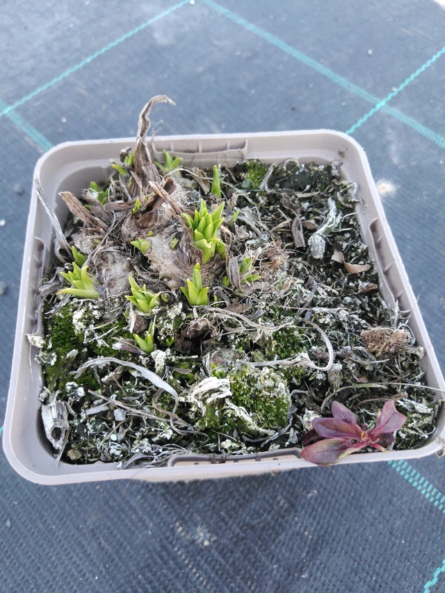 Punatähkä Floristan White - 3. 4. 2025