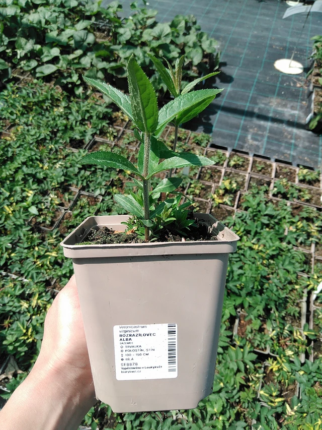 Tädykearvio Album - 13. 5. 2025