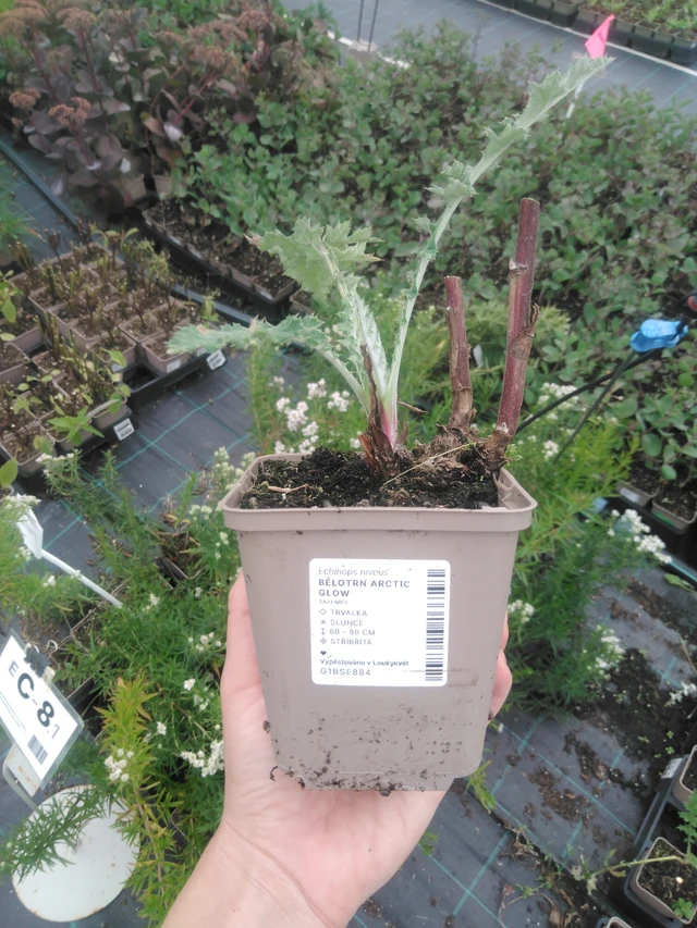 Pallo-ohdake Arctic Glow - 2024