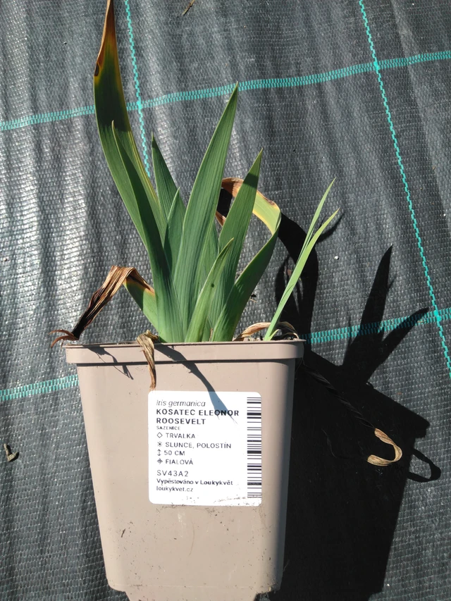 Kurjenmiekka Eleonor Roosevelt - 3. 4. 2025