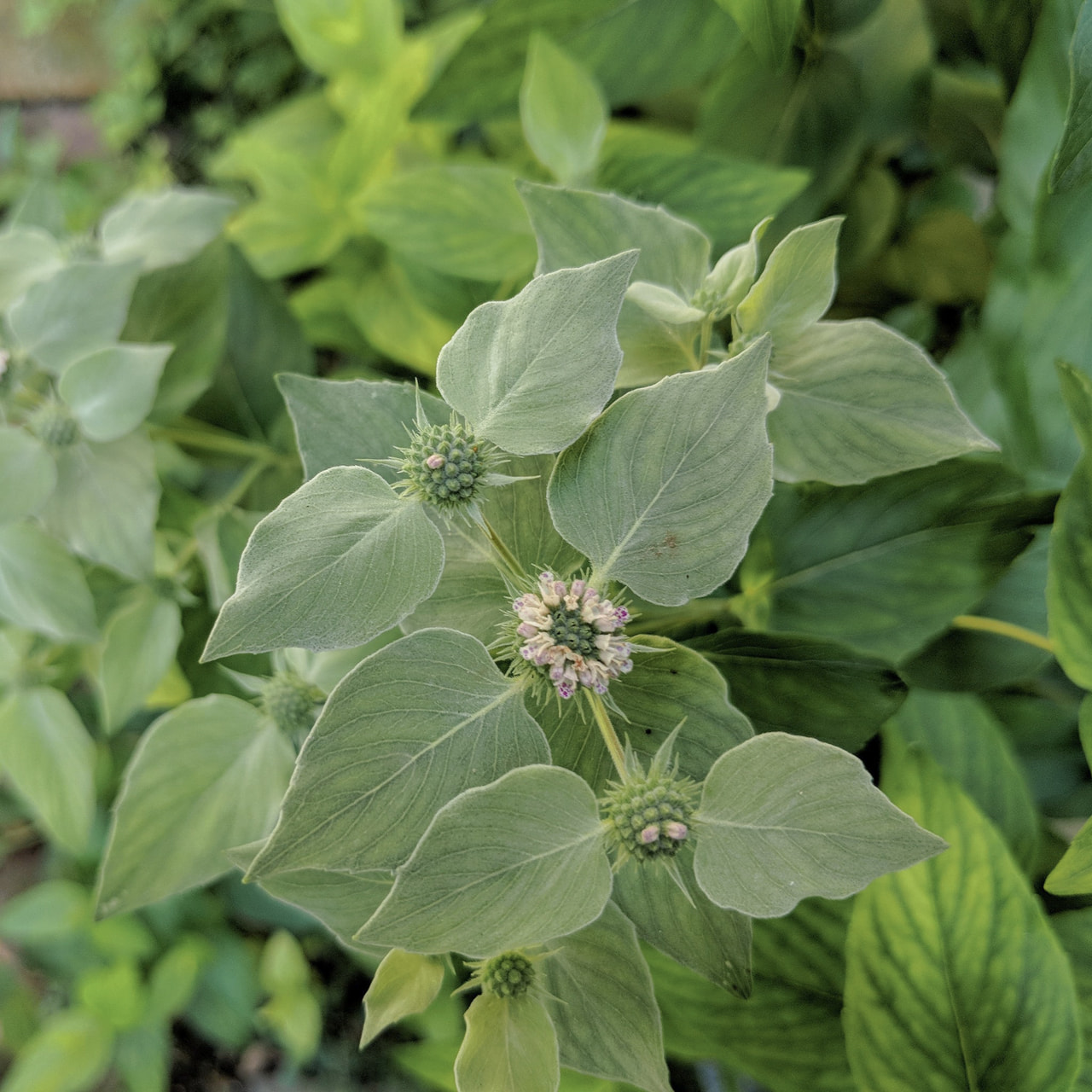 Vuoriminttu Muticum, Loukykvět