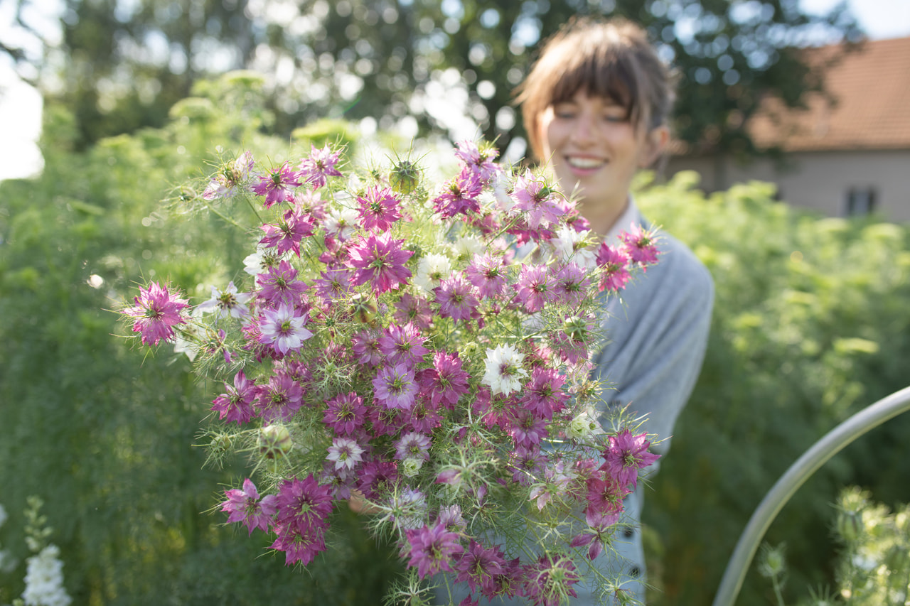 Tarhaneito Miss Jekyll Rose, Loukykvět