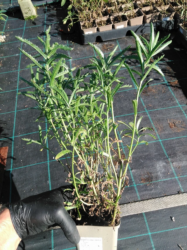 Siankärsämö Love Parade - 19. 8. 2025