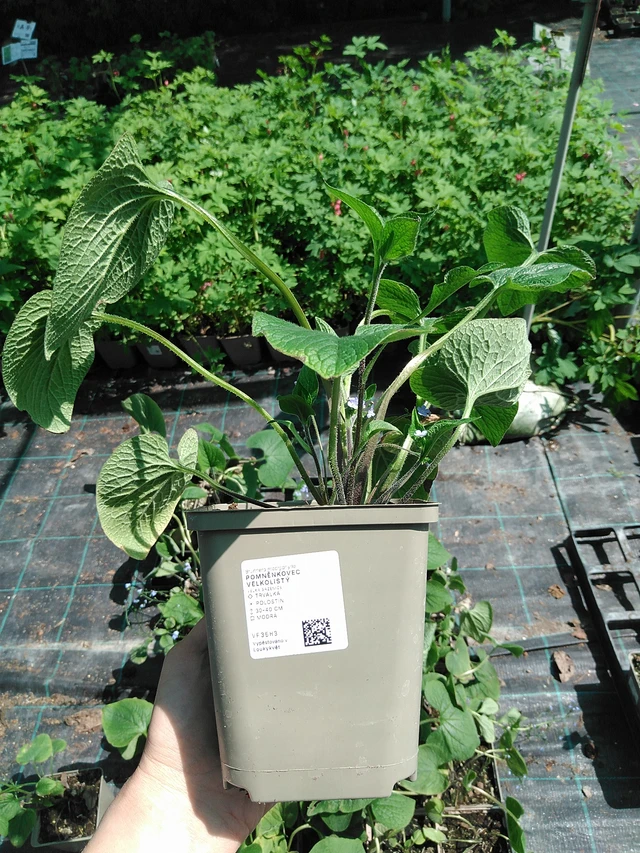 Brunnera macrophylla - 13. 5. 2025