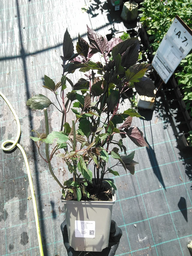 Punalatva Chocolate - 19. 8. 2025