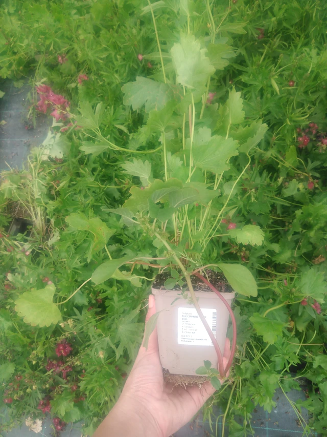 Sidalcea Wine Red - 2024