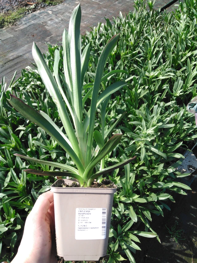 Komeahohdekukka - 2024