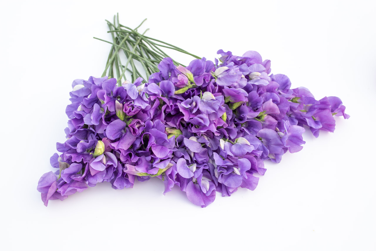 Lathyrus Winter Sunshine Mid Blue, Loukykvět