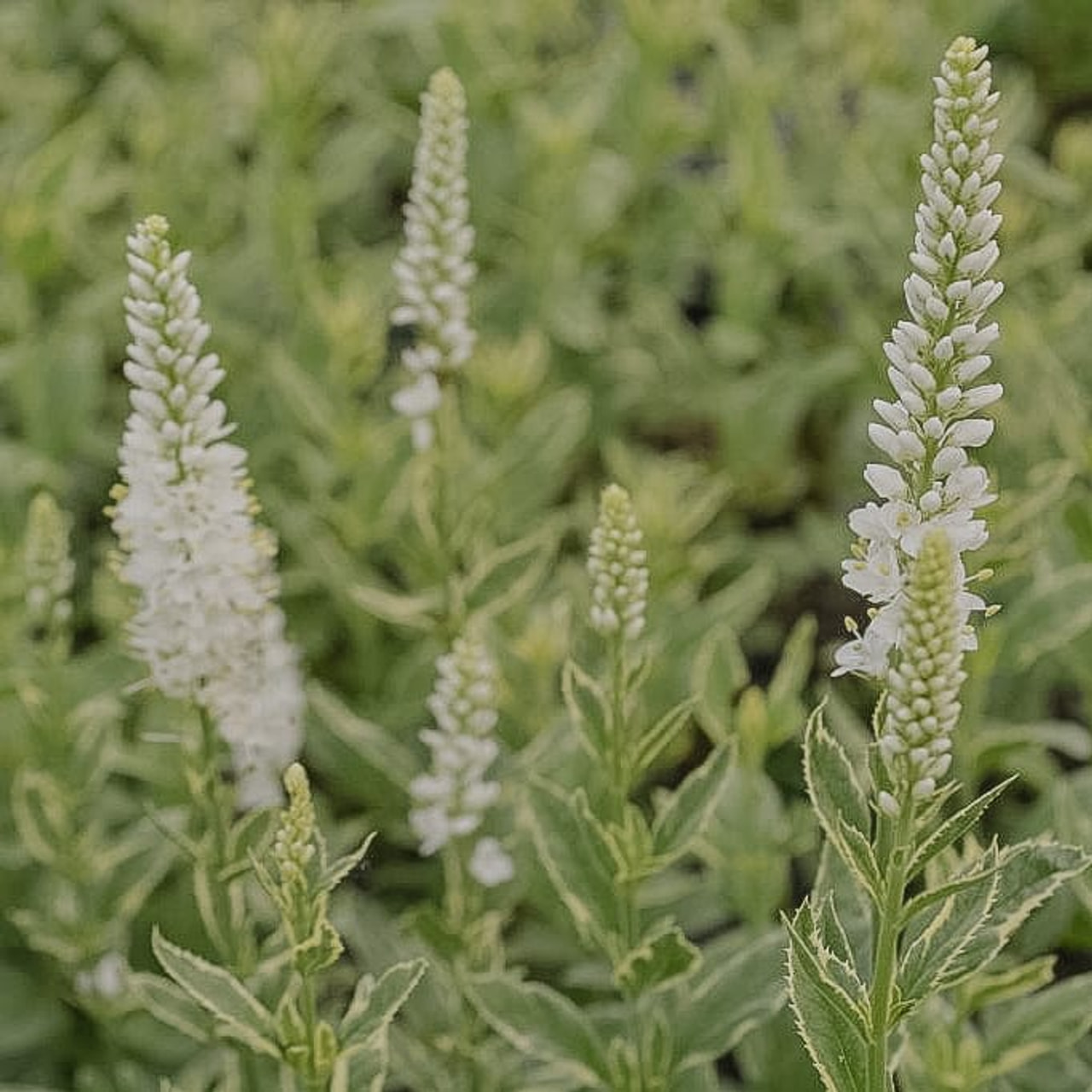 Tädyke Charlotte, Loukykvět