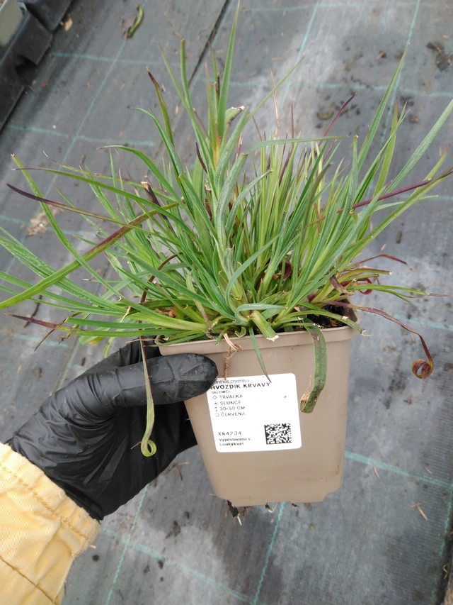 Verineilikka - 1. 4. 2026